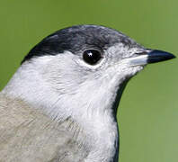 Eurasian Blackcap