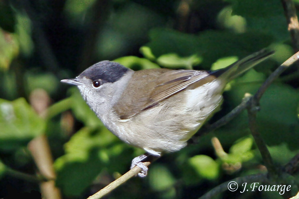 Eurasian Blackcap male