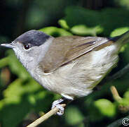 Eurasian Blackcap