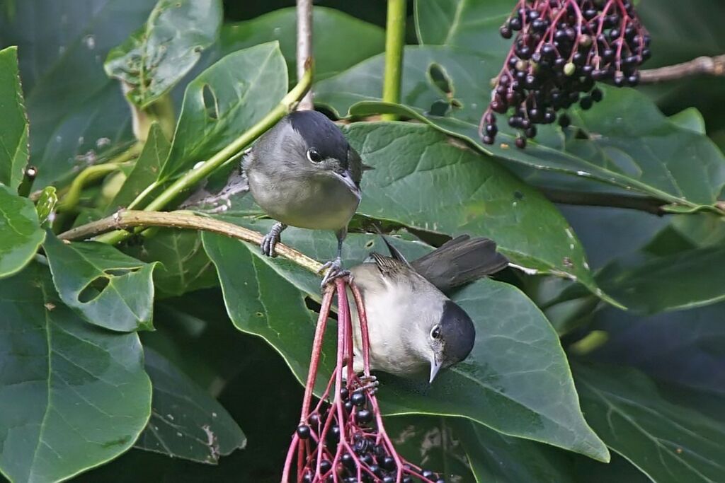 Eurasian Blackcap male