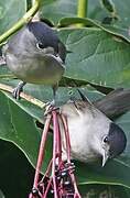 Eurasian Blackcap