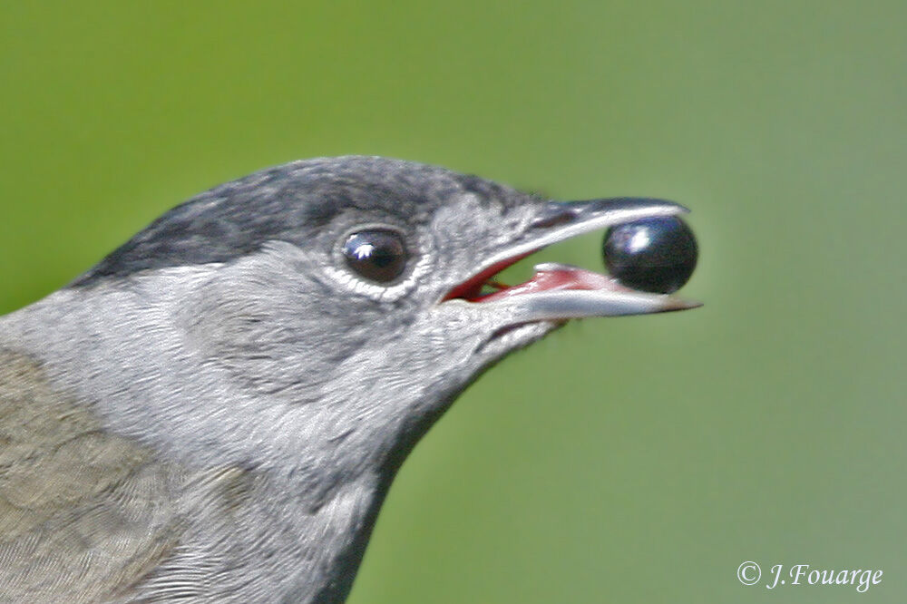 Eurasian Blackcap