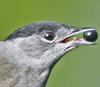 Eurasian Blackcap