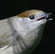 Eurasian Blackcap