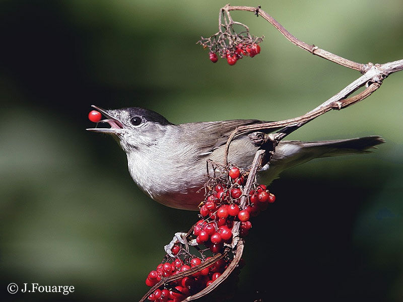 Eurasian Blackcap