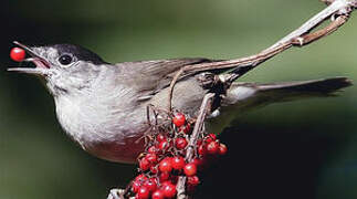 Eurasian Blackcap