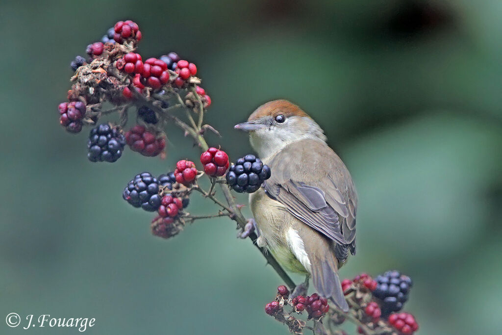 Eurasian Blackcap female, identification, feeding habits