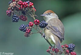 Eurasian Blackcap