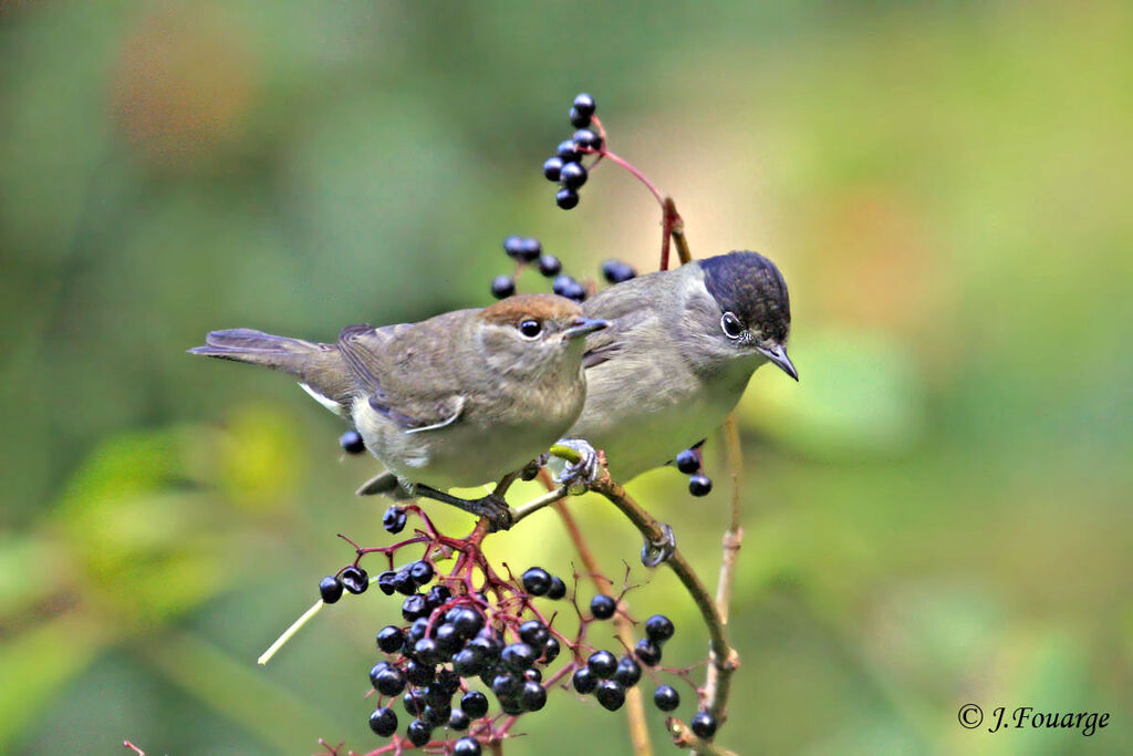 Eurasian Blackcap 