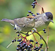 Eurasian Blackcap