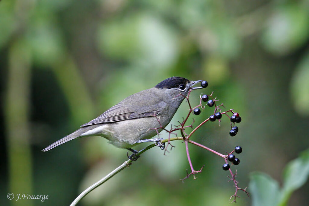 Eurasian Blackcap male