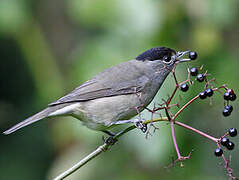 Eurasian Blackcap