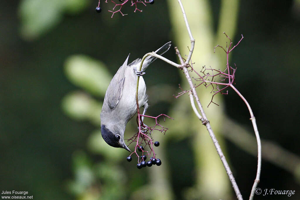 Eurasian Blackcap male adult, eats