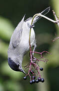 Eurasian Blackcap