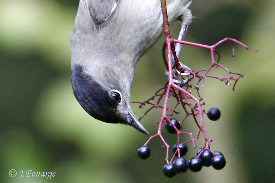 Eurasian Blackcap male