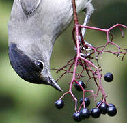 Eurasian Blackcap