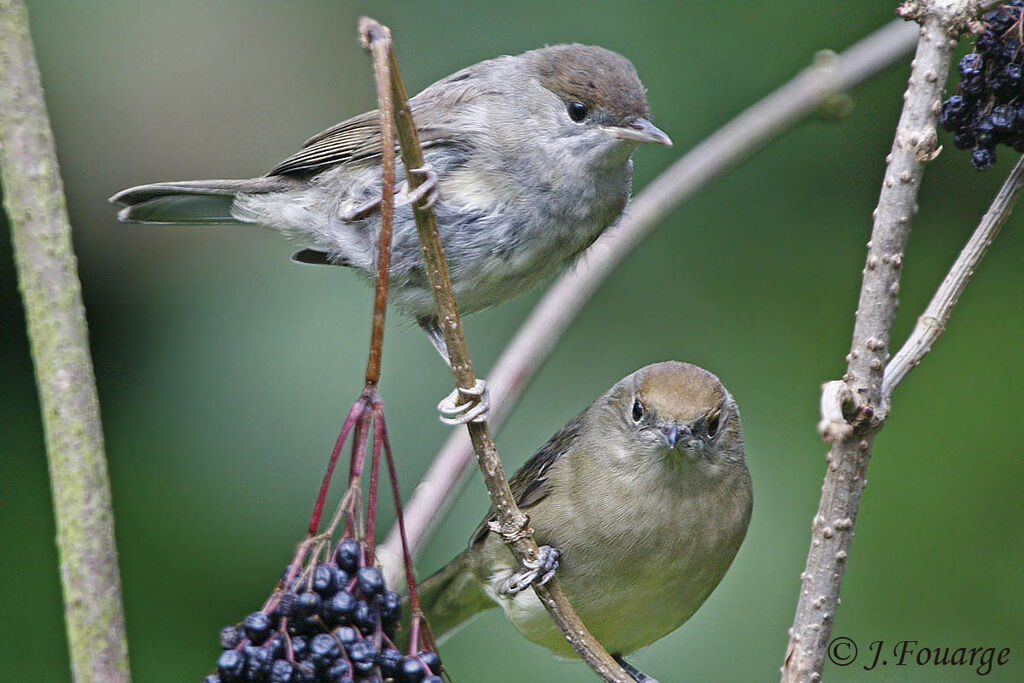 Eurasian Blackcap female juvenile