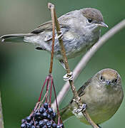 Eurasian Blackcap