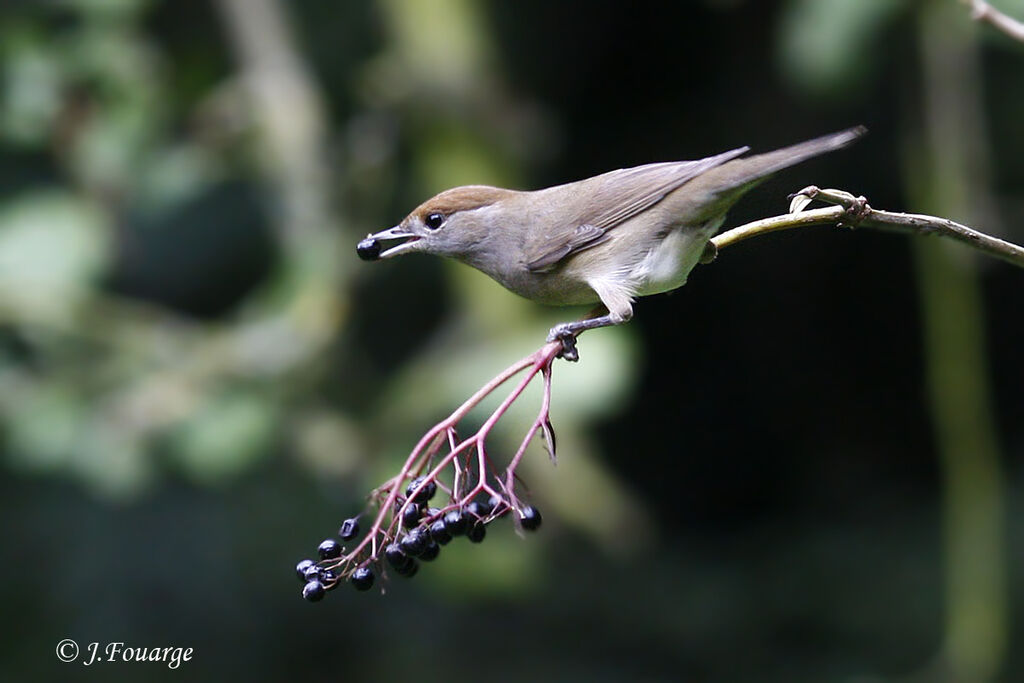 Eurasian Blackcap female