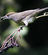 Eurasian Blackcap