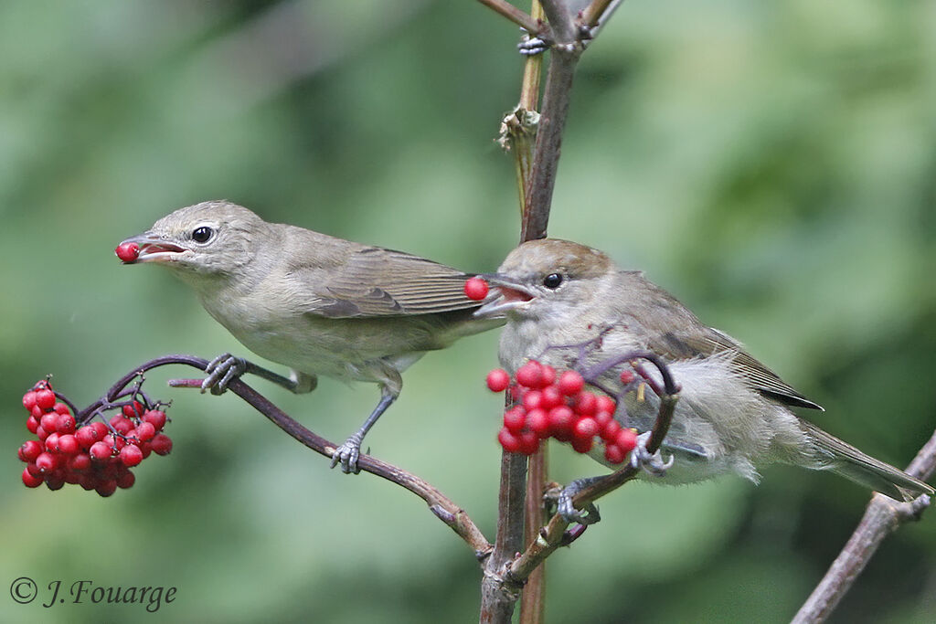 Eurasian Blackcap, identification, feeding habits