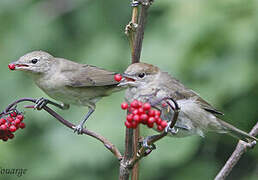 Eurasian Blackcap