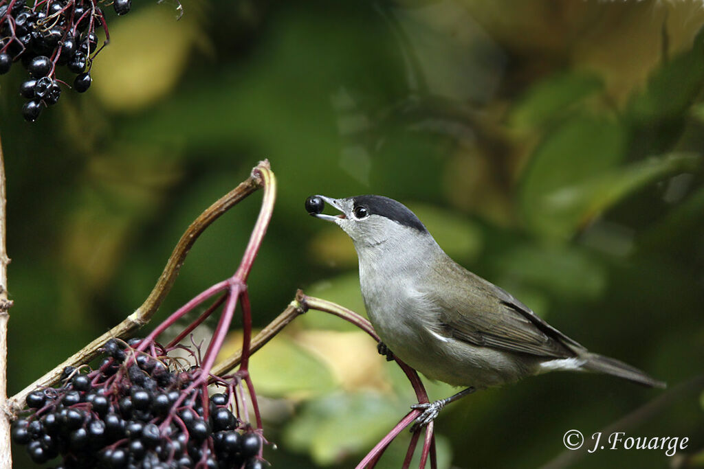 Eurasian Blackcap male, identification, feeding habits