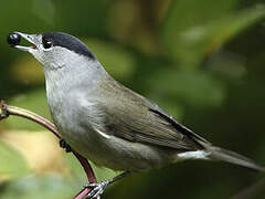 Eurasian Blackcap