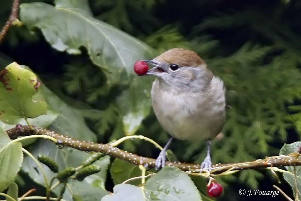 Eurasian Blackcap female, feeding habits