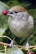 Eurasian Blackcap