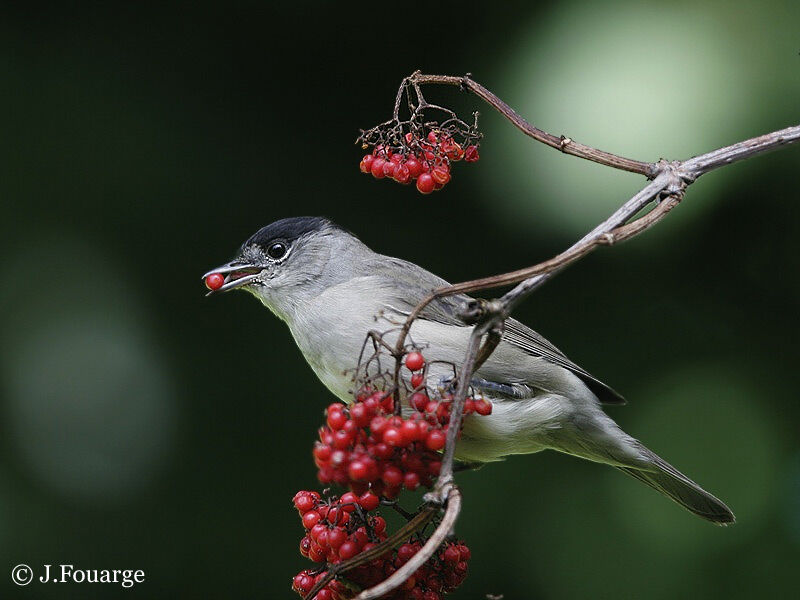 Eurasian Blackcap