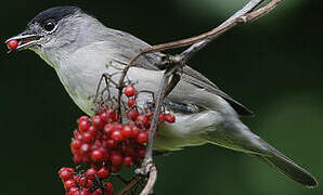 Eurasian Blackcap