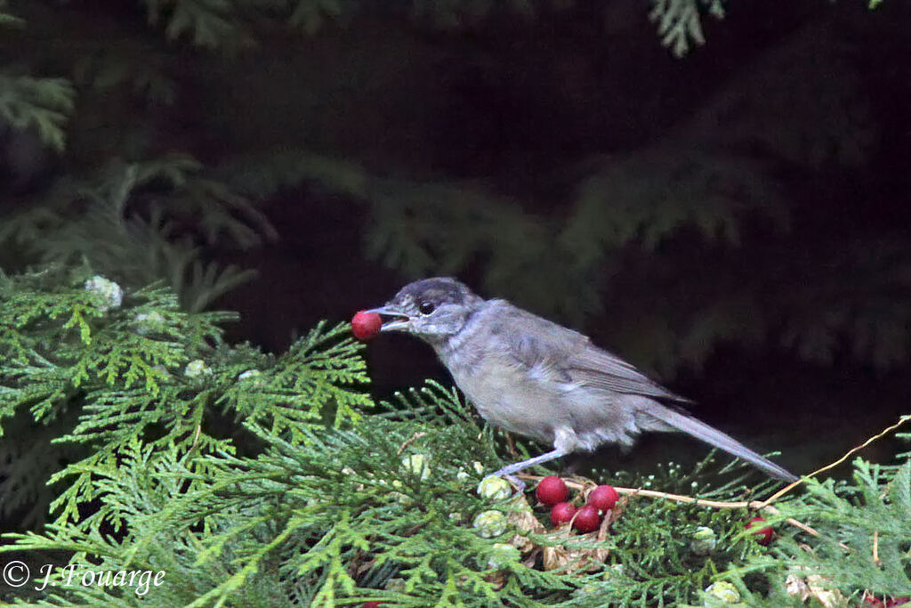 Eurasian Blackcap male juvenile, identification