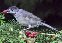 Eurasian Blackcap