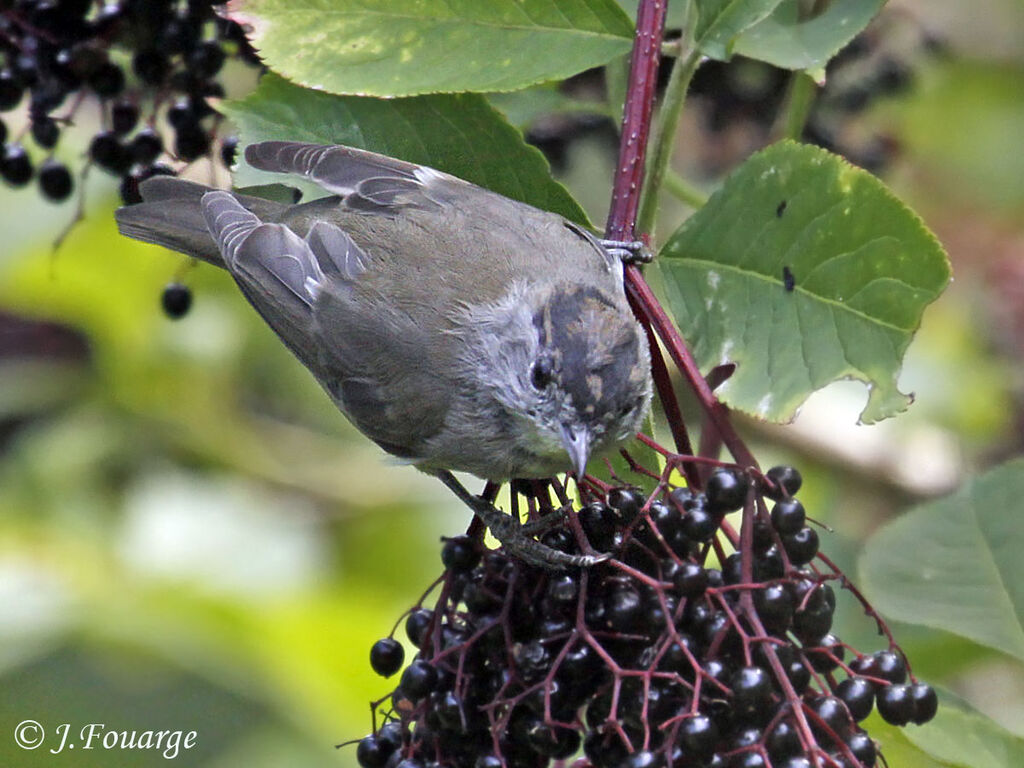 Eurasian Blackcap male juvenile, identification