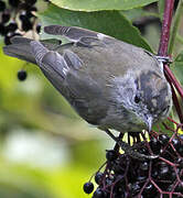 Eurasian Blackcap