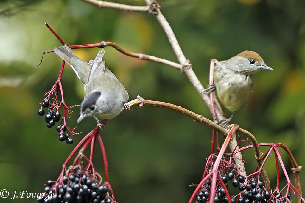 Eurasian Blackcap , identification