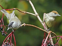 Eurasian Blackcap