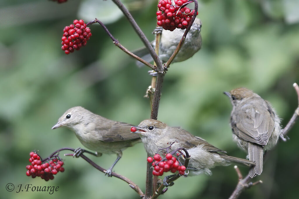 Eurasian Blackcap, feeding habits