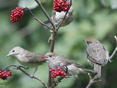 Eurasian Blackcap