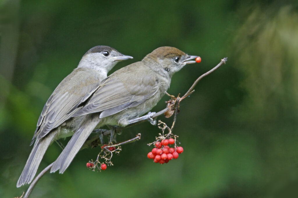 Eurasian Blackcap adult, identification, feeding habits