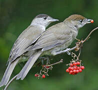 Eurasian Blackcap