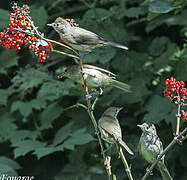 Eurasian Blackcap