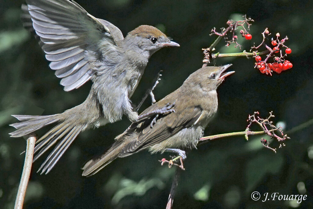 Eurasian Blackcapjuvenile, identification, feeding habits, Behaviour