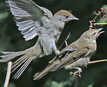 Eurasian Blackcap