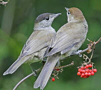 Eurasian Blackcap