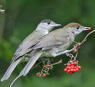 Eurasian Blackcap