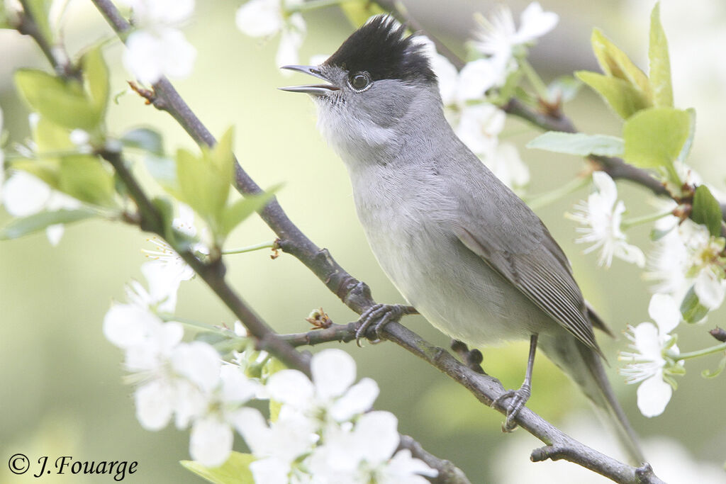 Eurasian Blackcap male adult, identification, song, Behaviour