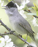 Eurasian Blackcap