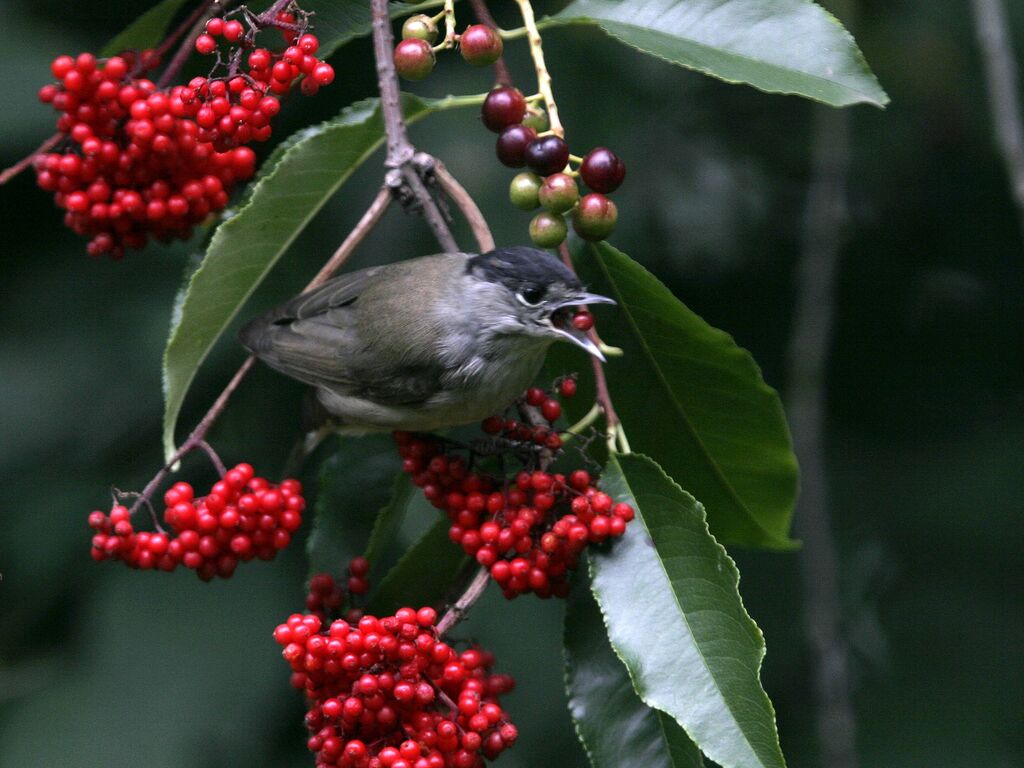 Eurasian Blackcap